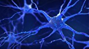 تاثیر پروتئین‌های مرتبط با بیماری آلزایمر بر رشد سلول‌های عصبی