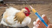 شیوع آنفلوانزای پرندگان در آمریکا