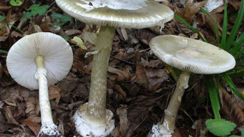 آمار بالای مسمومیت و مرگ با قارچهای سَمی / هشدار وزارت بهداشت همزمان با فصل بهار