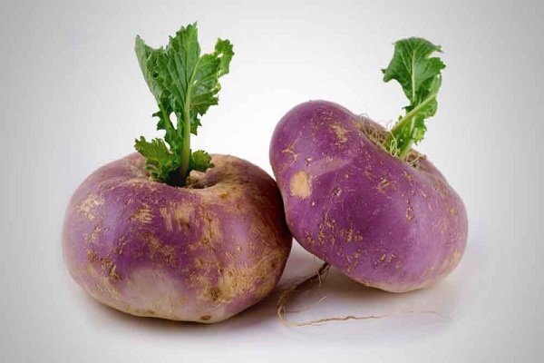 شلغم قاتل یبوست است/ شلغم خام برای تیروئید خوب نیست