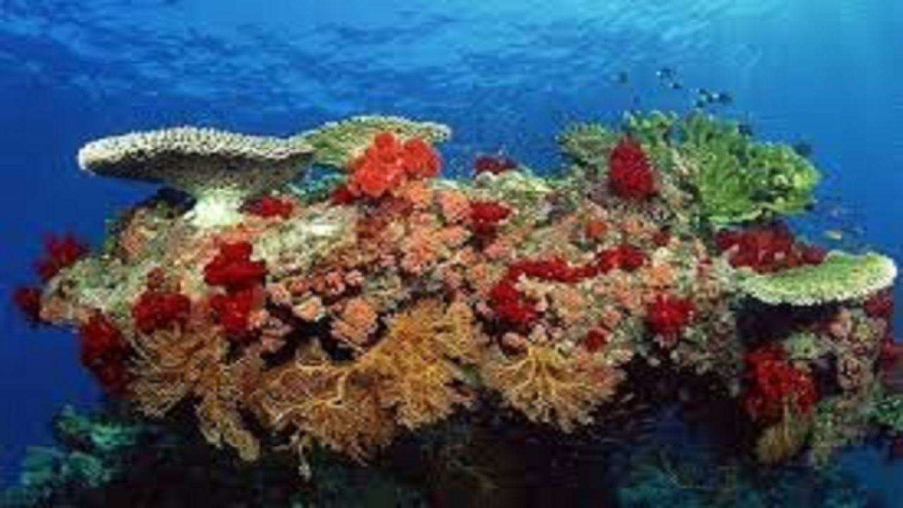 درمان سرطان با مرجان دریایی!