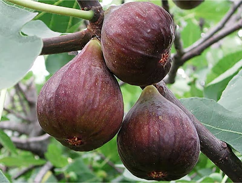 انجیر دارای مقدار زیادی فیبر است