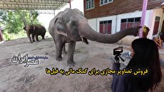 ببینید| رکود گردشگری و فیلهای گرسنه خانگی در تایلند/ سیر کردن شکم فیلها با استفاده از اینستاگرام و تیک تاک ببینید| رکود گردشگری و فیلهای گرسنه خانگی در تایلند/ سیر کردن شکم فیلها با استفاده از اینستاگرام و تیک تاک