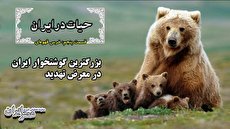 انسان خطرناکتر است یا خرس؟ (فیلم) انسان خطرناکتر است یا خرس؟ (فیلم)