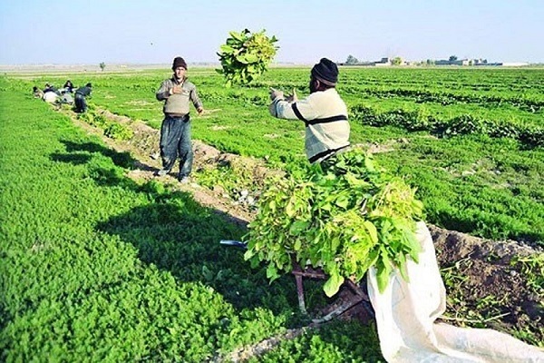 آبیاری مزارع سبزیجات و صیفیجات با فاضلاب در تهران رو به کاهش است