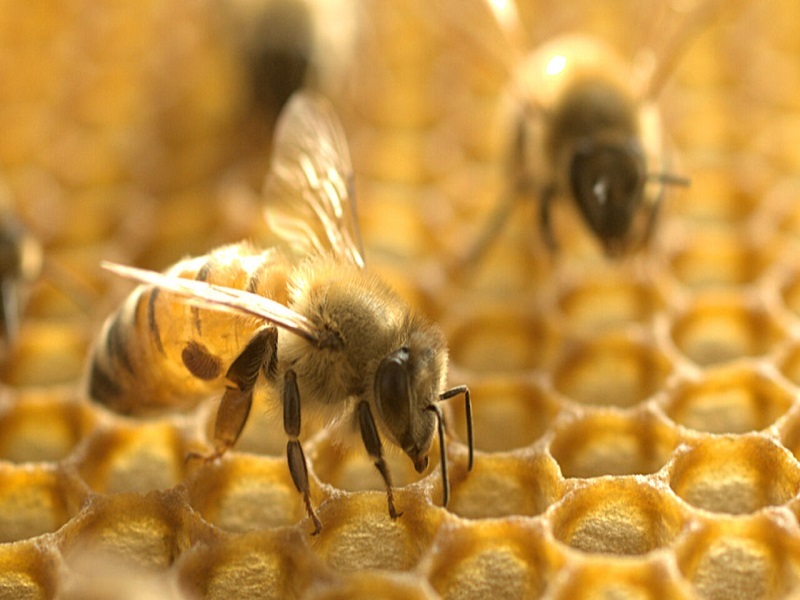 زهر زنبور عسل در برابر سلول های تهاجمی سرطان سینه!
