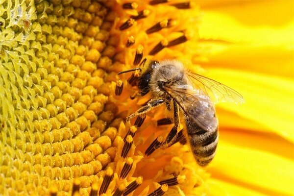 کاهش تعداد زنبورها در جهان به سلامت میلیون ها نفر آسیب می رساند