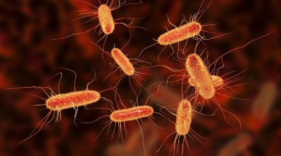 باکتری E. Coli در گوشت علت بروز بسیاری از عفونت های مجاری ادرار
