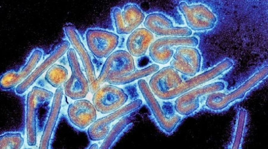شیوع ویروس ماربورگ در دو کشور آفریقایی