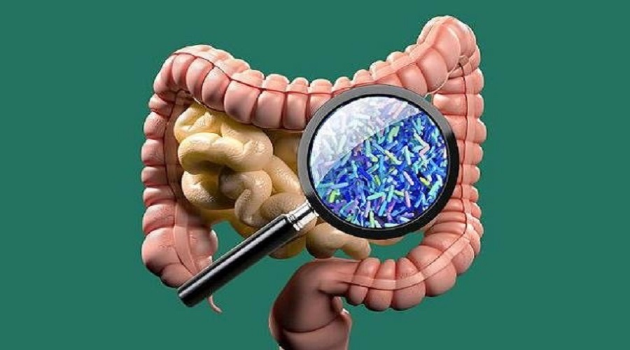 چگونه یک میکروب روده می‌تواند چاقی را تشدید کند؟