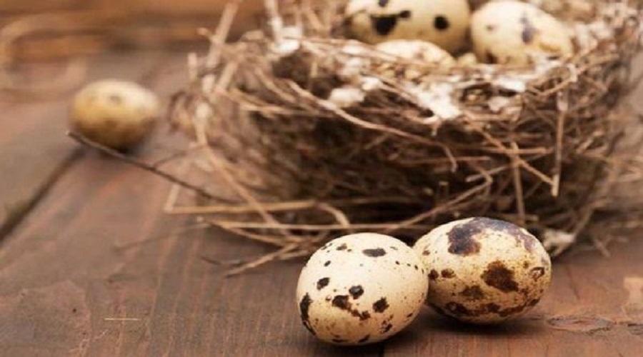 آیا تخم کبوتر برای صحبت کردن کودک مفید است
