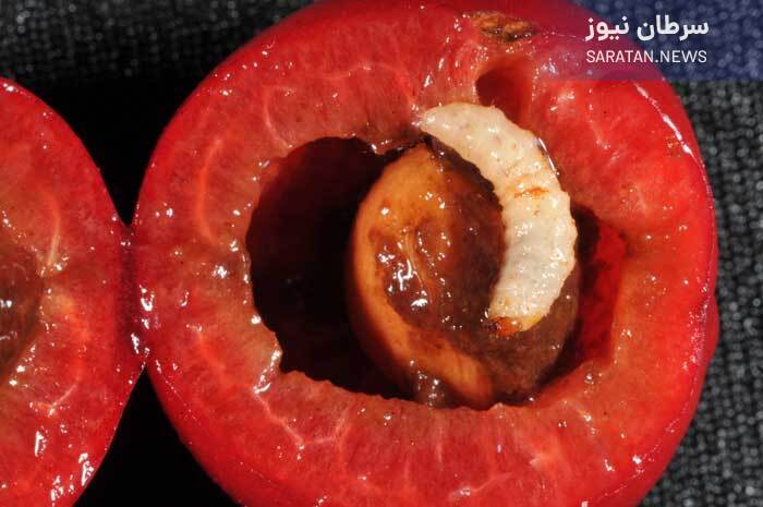 میوه های کپک زده سمی هستند/ماجرای کرم داخل گیلاس کرم داخل گیلاس