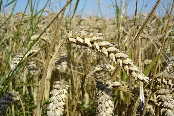 شناسایی منشاء باستانی مقاومت ویروسی گندم