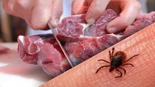 هیچ گزارشی از شیوع ماربورگ در ایران وجود ندارد/ گوشت تازه را ۴۸ ساعت در یخچال نگه دارید