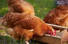آمار نگران کننده گزش حیوانات خانگی؛ ضرورت مهار ۱۴۰۰ بیماری واگیر